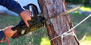 How Our Tree Care Process Works  in Carleton, MI